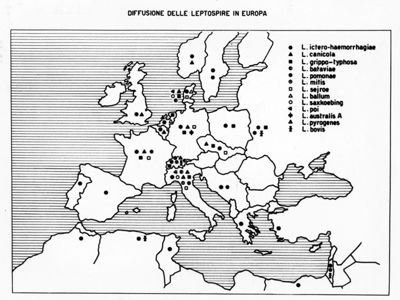 Diffusione delle Leptospire in Europa (cartogramma)