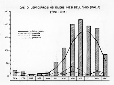 Diagramma riguardante i casi di Leptospire nei diversi mesi dell'anno in Italia (1939-1951)