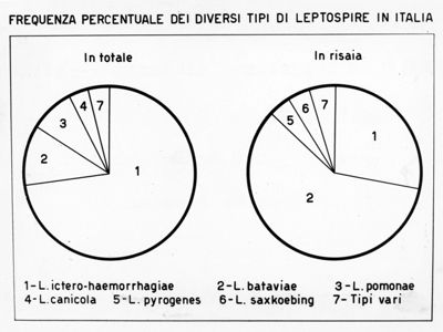 Diagramma riguardante la frequenza percentuale dei diversi tipi di Leptospire in Italia