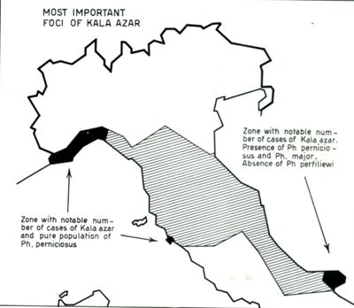 Leishmaniosi nell'Italia del Nord e del Centro