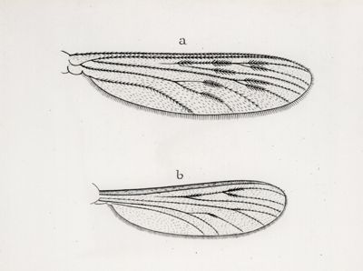 Ali di zanzara. a) di anofele maculipennis b)  di Culex