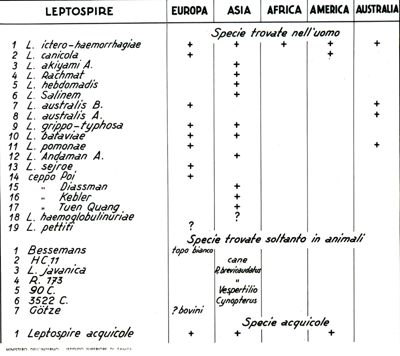 Diffusione delle Leptospire nel mondo