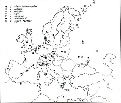 Diffusione delle Leptospire in Europa 1943