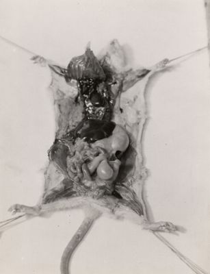 Parassiti e blastomi sarcoma da Cysticercus fasciolaris in fegato di ratto