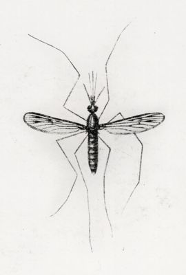 Anopheles