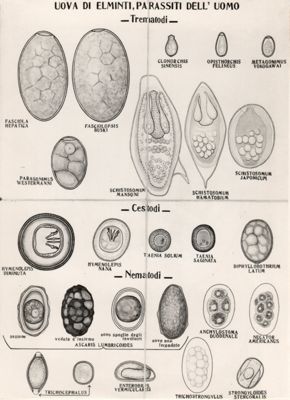 Uova di Elminti parassiti dell'uomo