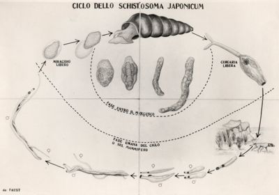 Ciclo dello Schistioma Japonicum .