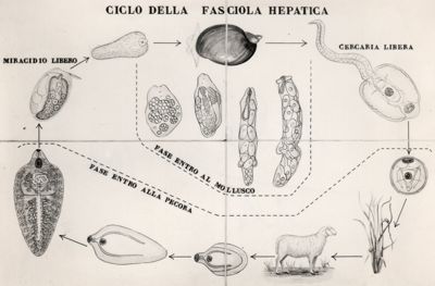 Ciclo della Fasciola Hepatica.