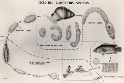 Ciclo del Clonorchis Sinensis