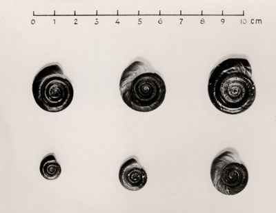 Planorbis guadelupensis (Australorbis glabratus) ospite intermedio dello Schistosoma mansoni