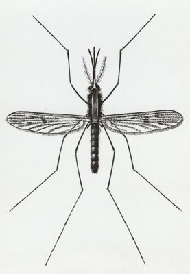 Anopheles Maculipennis e sue caratteristiche (uova e ninfa)