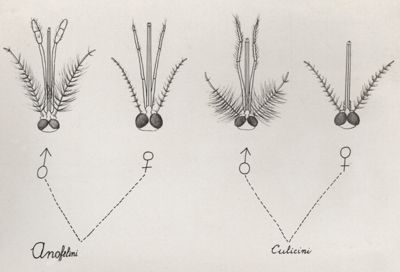 Struttura della testa degli Anofeli culicidi