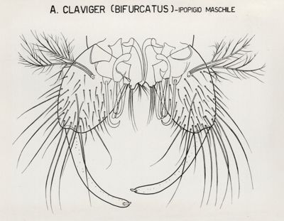 Anofele claviger (bifurcatus) Ipopigio maschile