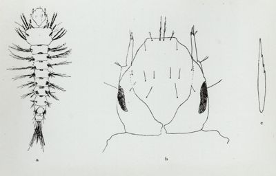 Larva di Anofele plumbeus