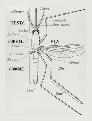 Schema della struttura esterna della zanzara