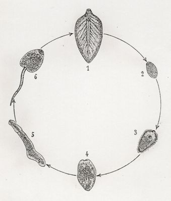 Ciclo di sviluppo della Fasciola hepatica