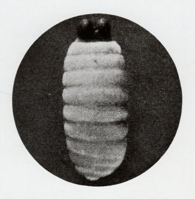Larva di Glossina