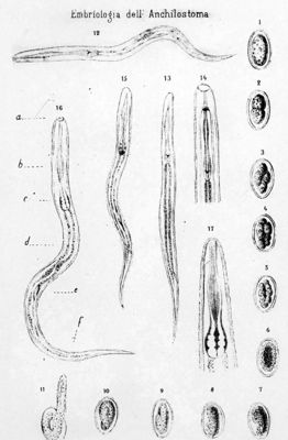 Lavoro originale di Grassi e Parona sulle embriologia dell'Anchilostoma