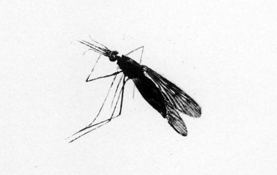 Anopheles maculipennis