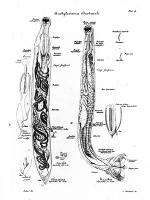 Trattato di Parassitologia di Angelo Dubini (1850) tavola riguardante l'Anchilostoma