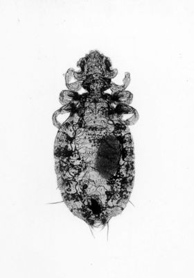 Gyropus ovalis (femmina con uovo)