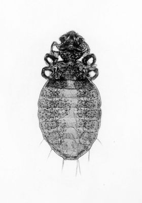 Gyropus ovalis