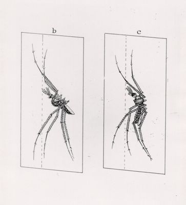 Zanzare nella posizione di riposo. B corrisponde ad Anofele. C corrisponde a zanzara comune