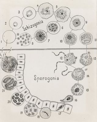 Schema del ciclo di sviluppo del parassita malarigeno nell'uomo e nell'Anopheles