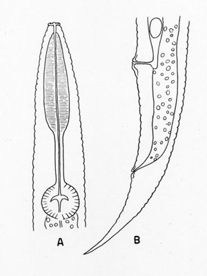Cephalobus alongatus - parassita dei banani somali