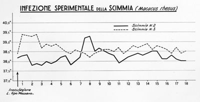 Infezione sperimentale della scimmia da Leptospirosi tipo Mezzano