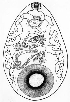 Paranfistoma sp. dei bovini dell' A.O.I. (Africa Orientale Italiana) Eritrea