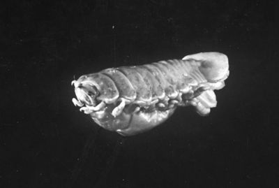 Isopodo sp. Parassita del Gadus potasson