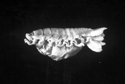 Isopodo sp. parassita del Gadus potasson