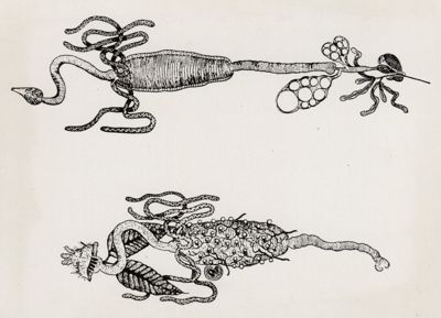 Anatomia dell'Anopheles