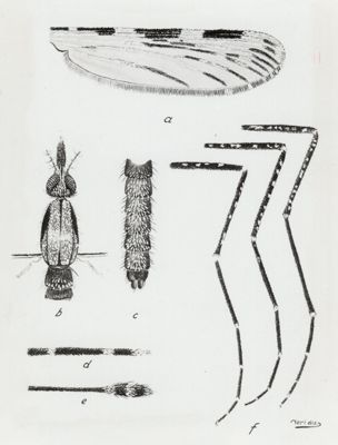 Anopheles dancalicus