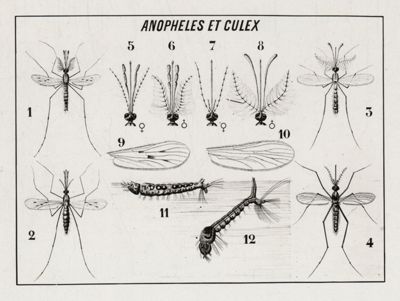 Tavola dimostrativa tra il genere Anopheles e Culex