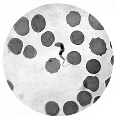 Trypanosoma gambiense - forma classica in divisione