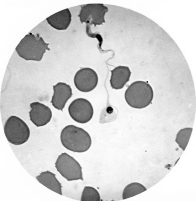 Trypanosoma gambiense - forma a leptomonas