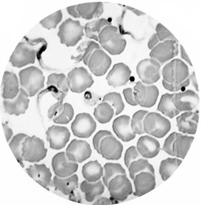 Trypanosoma gambiense - forma a leptomonas