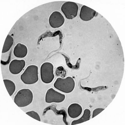 Trypanosoma gambiense - forme postleishmaniche