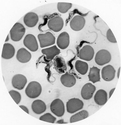 Trypanosoma gambiense, Forma di evoluzione