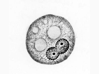 Entamoeba vescicale - forme in divisione