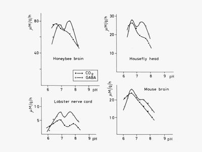 Grafici relativi a studi di fisiologia sul funzionamento dei recettori GABA al variare dell'anidride carbonica e del pH nel cervello di ape, mosca, aragosta e topo