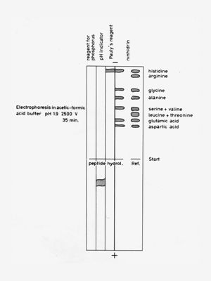 Schema di gel elettroforetico di proteine