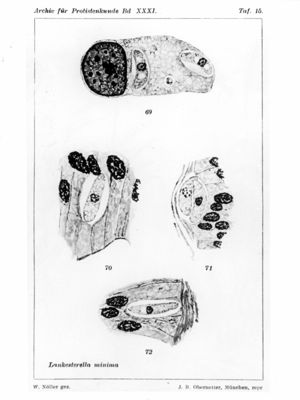 Lankesterella Minima (Apicomplexa) - immagini del parassita nelle cellule dell'ospite anfibio