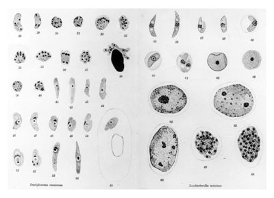 Tavola con gli stadi di sviluppo dei parassiti intracellulari tra Dactylosoma Ranarum (a sinistra) e Lankestrella Minima (a destra)