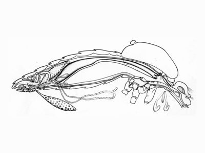 Schema anatomico di una zanzara (Diptera, Culicidae) in sezione orizzontale