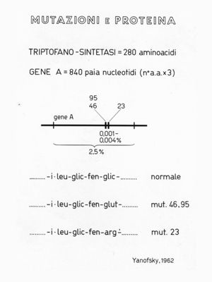 Schema su mutazione e sintesi delle proteine