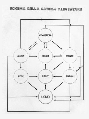 Schema della catena alimentare