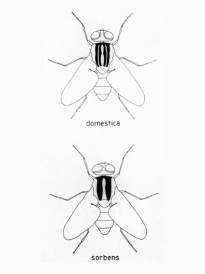 Disegno raffigurante la mosca domestica e la mosca sorbens